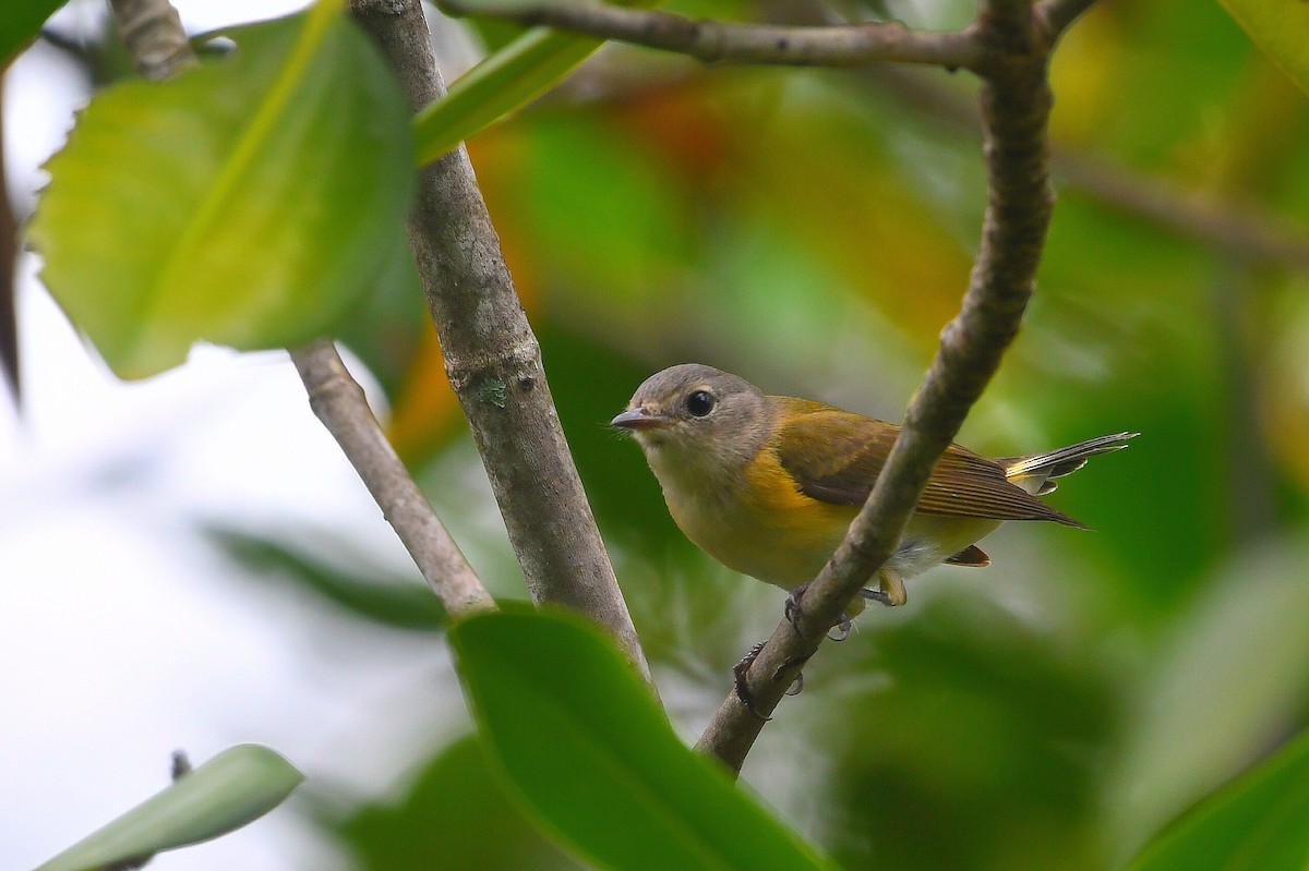 סבכון חכלילי - ML644873012