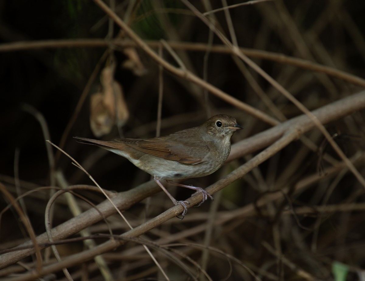 Ipar-urretxindorra - ML644873023