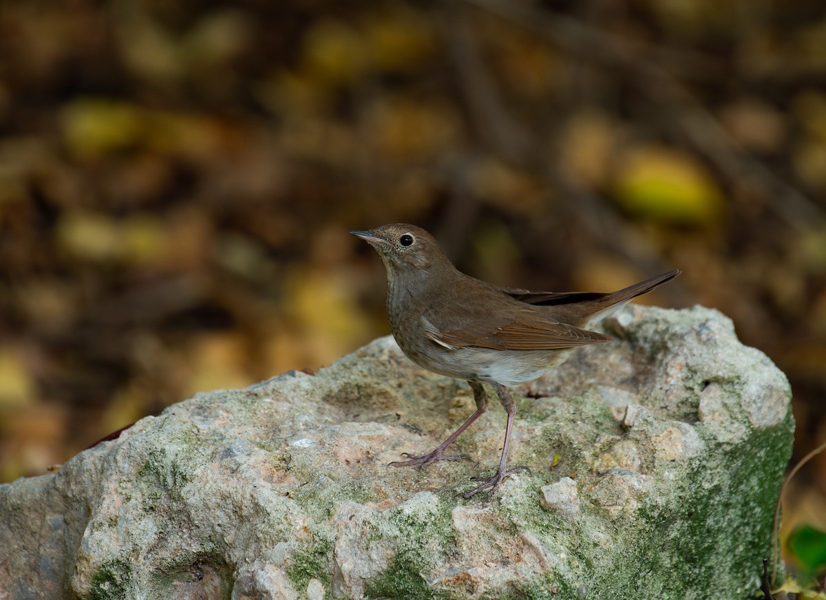 Ipar-urretxindorra - ML644873024