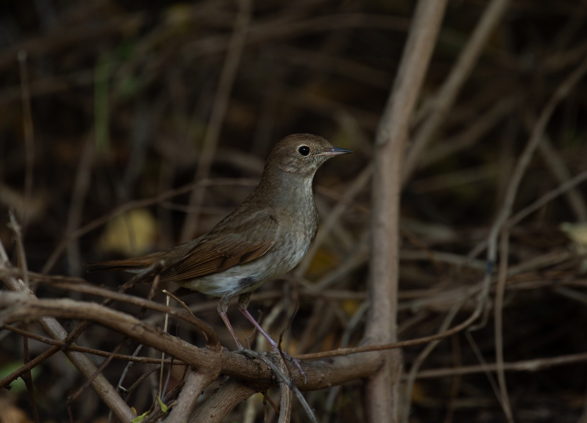 Ipar-urretxindorra - ML644873025