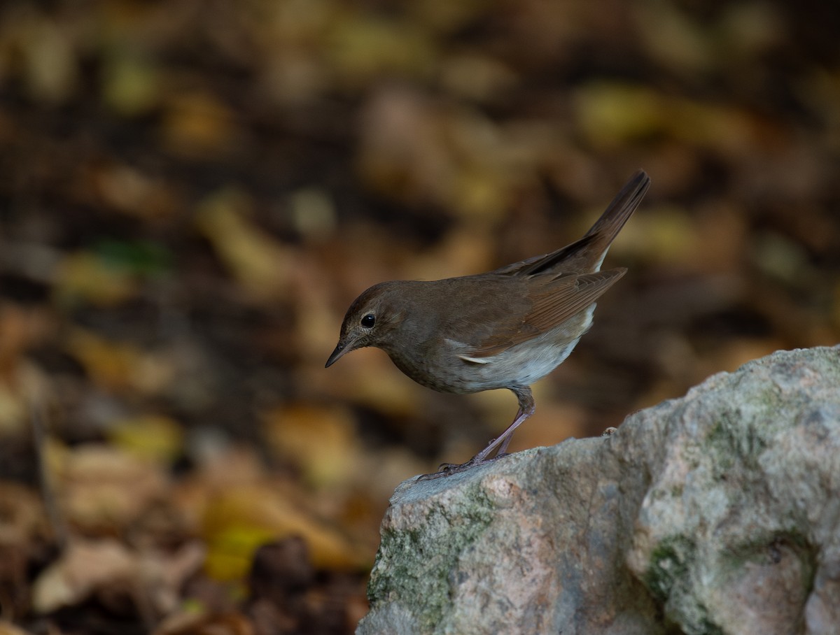 Ipar-urretxindorra - ML644873026