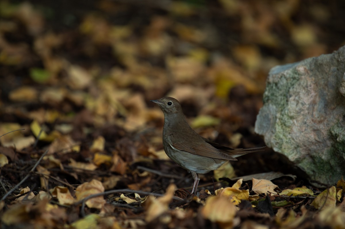 Ipar-urretxindorra - ML644873027