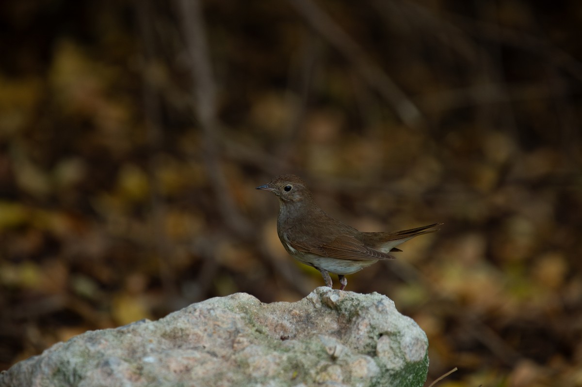 Ipar-urretxindorra - ML644873028