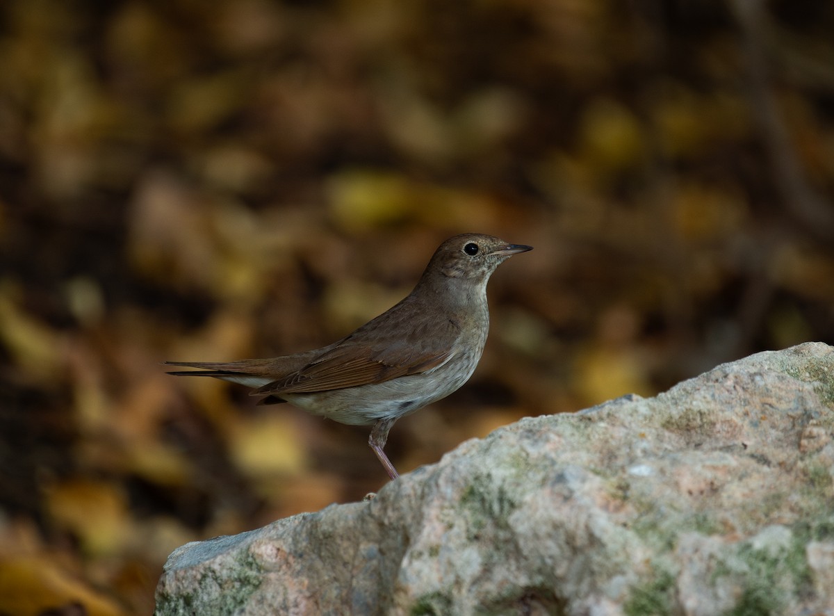 Ipar-urretxindorra - ML644873029