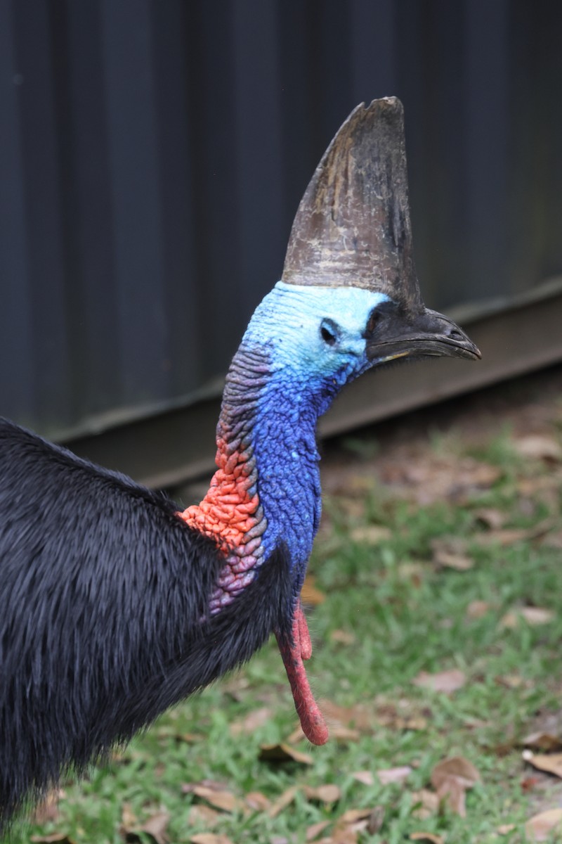 Southern Cassowary - ML644873033