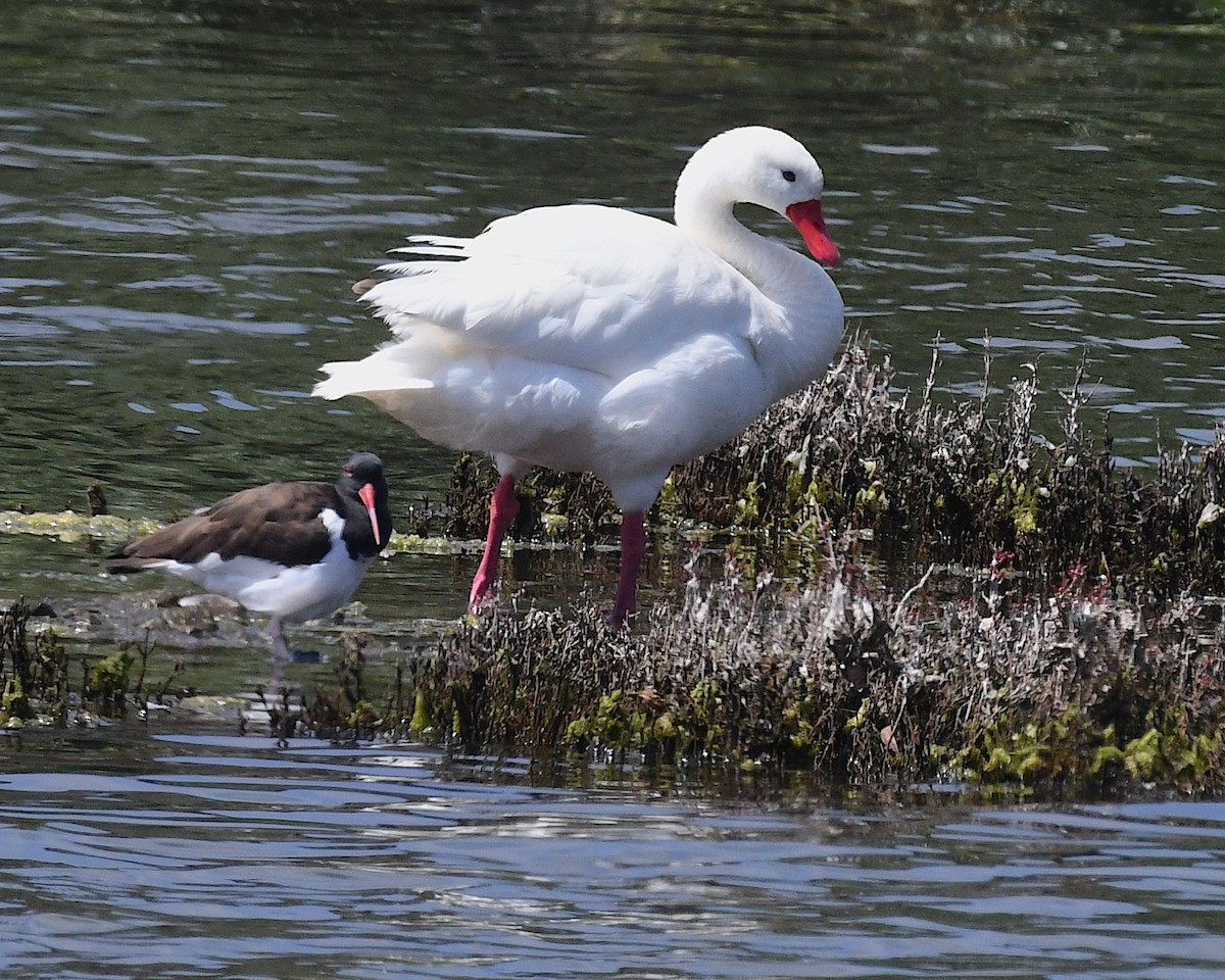 coscorobasvane - ML644873039