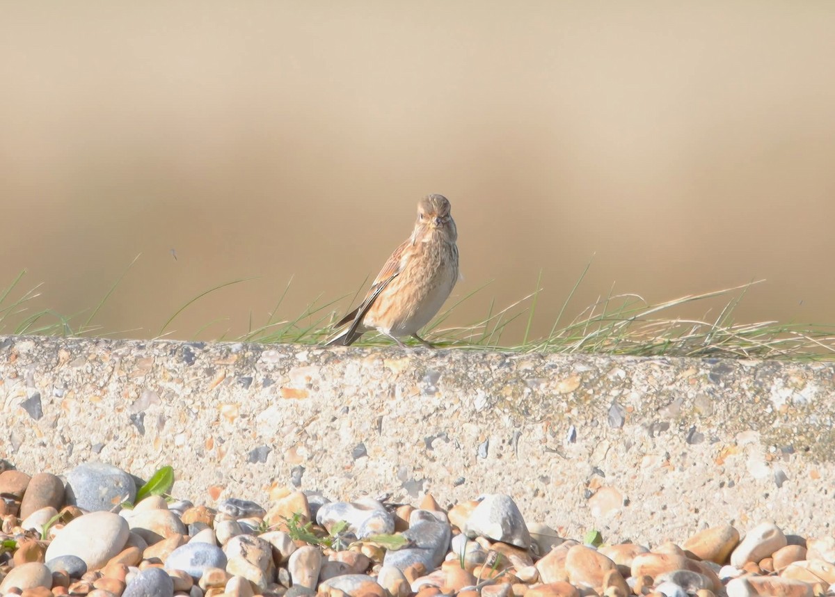 Eurasian Linnet - ML644873042