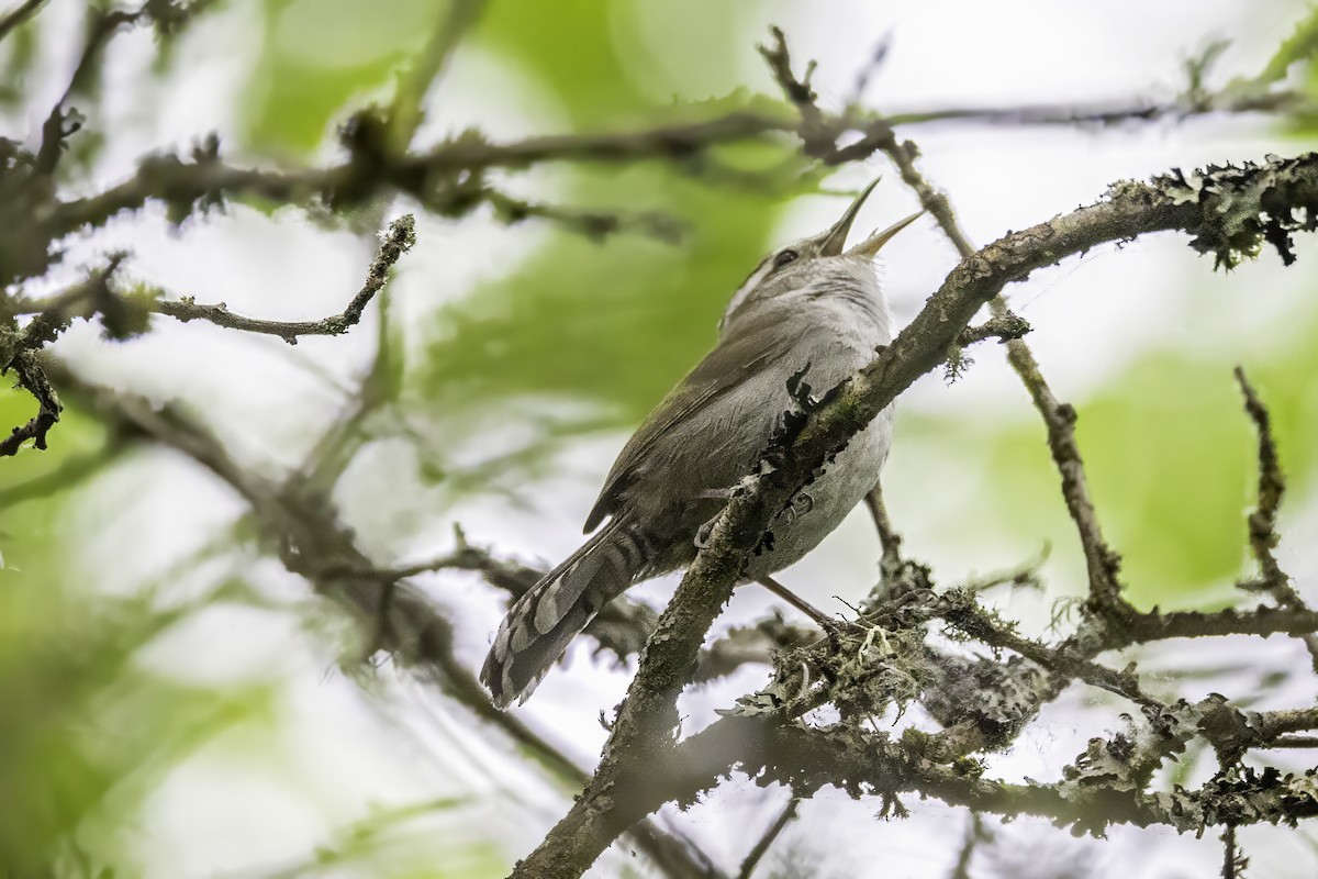 Troglodyte de Bewick - ML644873076