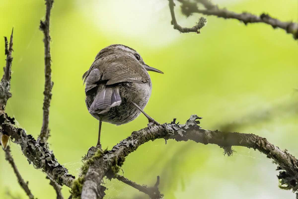 Troglodyte de Bewick - ML644873082