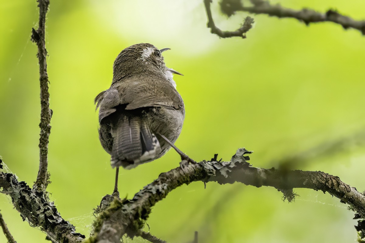 Troglodyte de Bewick - ML644873089