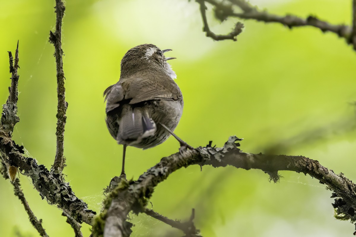 Troglodyte de Bewick - ML644873091