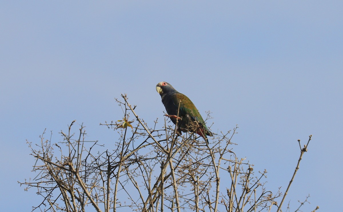 Loro Senil - ML644873094