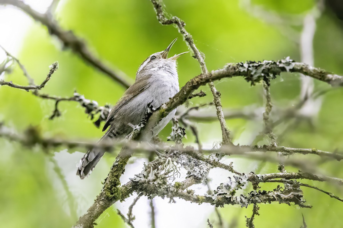 Troglodyte de Bewick - ML644873096
