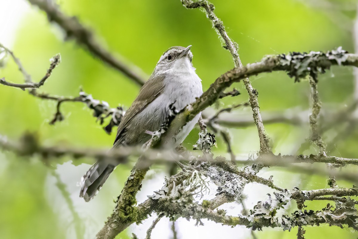 Troglodyte de Bewick - ML644873097