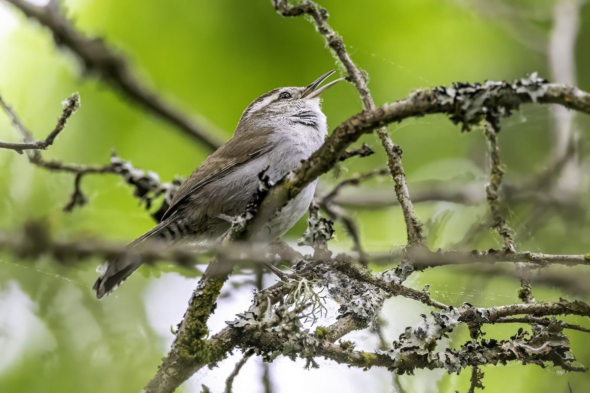 Troglodyte de Bewick - ML644873099