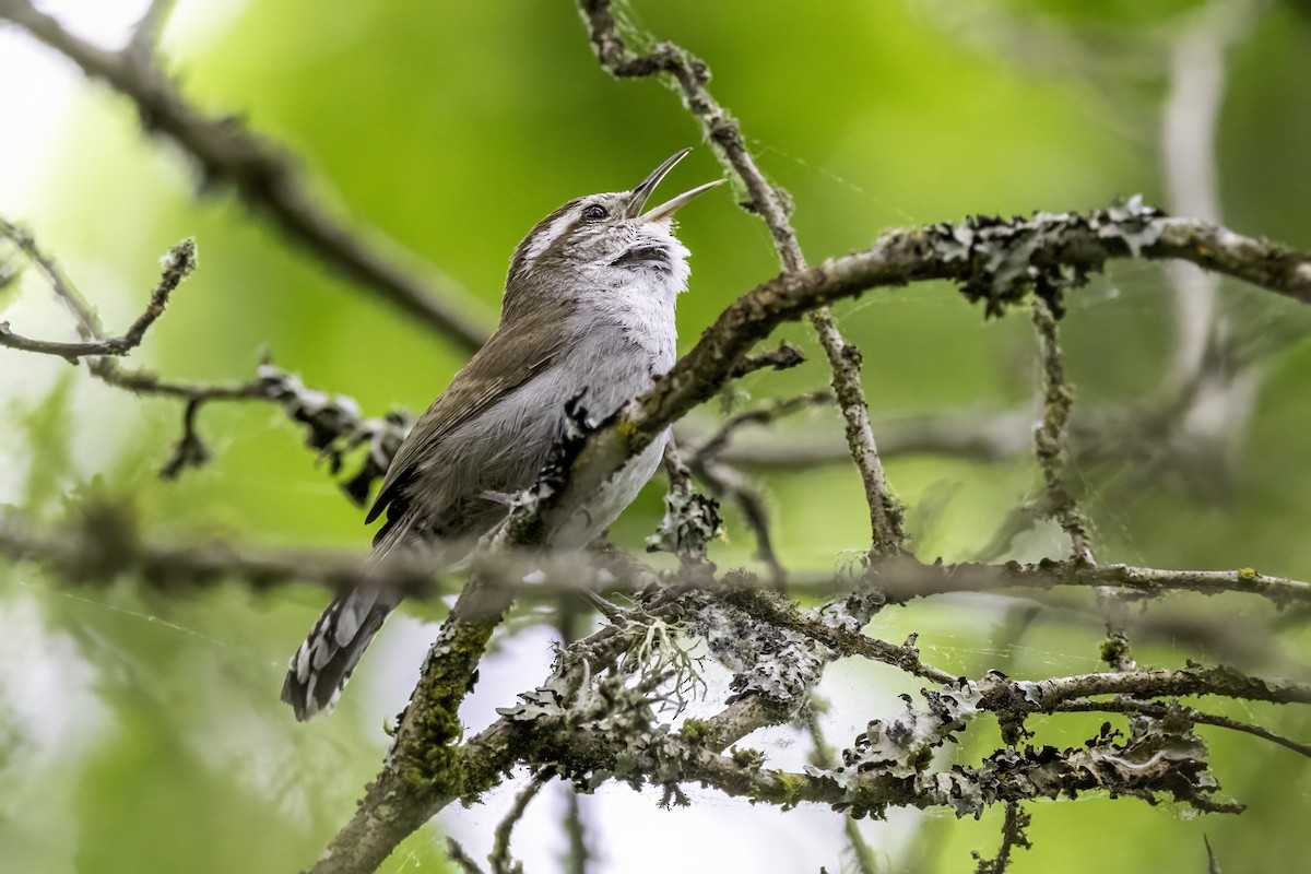 Troglodyte de Bewick - ML644873102