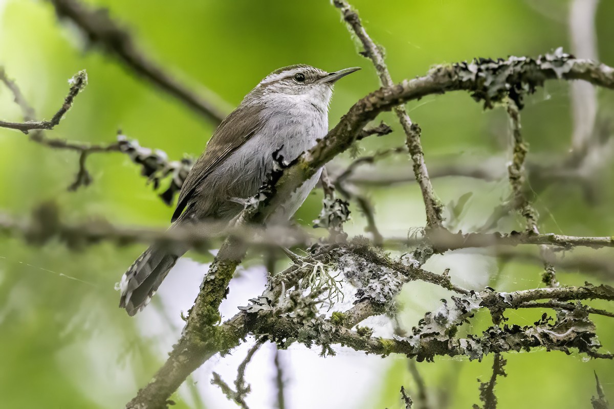 Troglodyte de Bewick - ML644873106