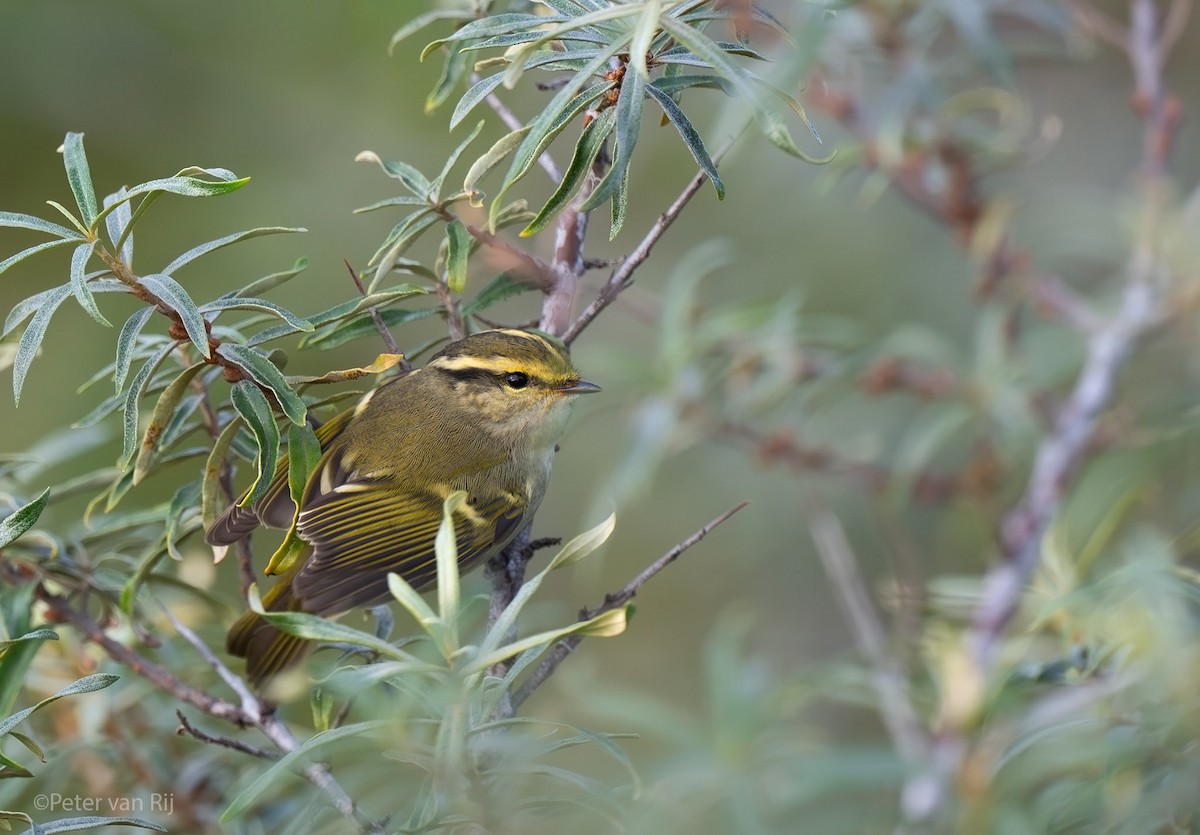 Pallas's Leaf Warbler - ML644873109