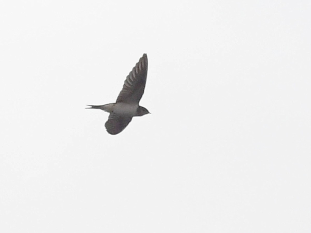 Barn Swallow - ML644873117