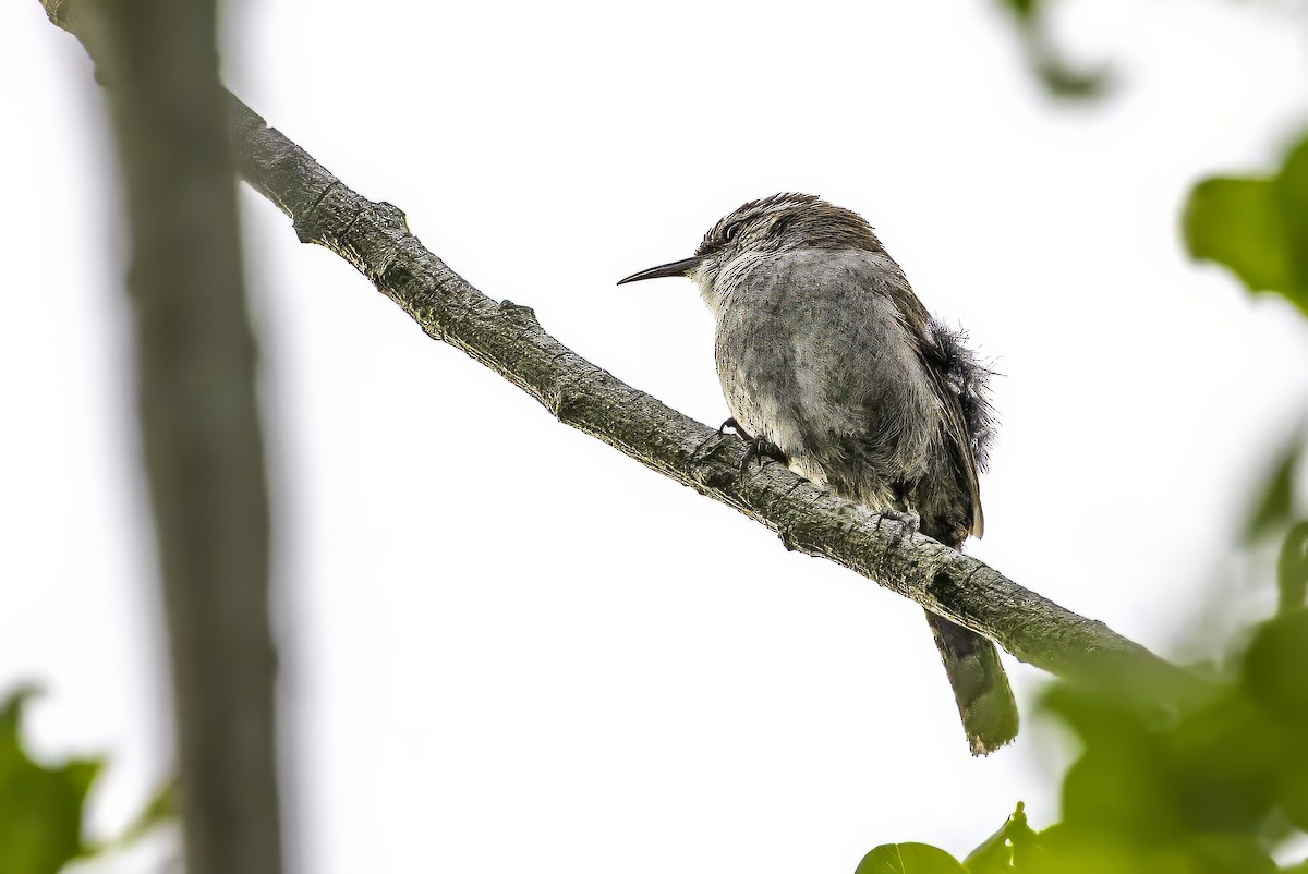 Troglodyte de Bewick - ML644873120
