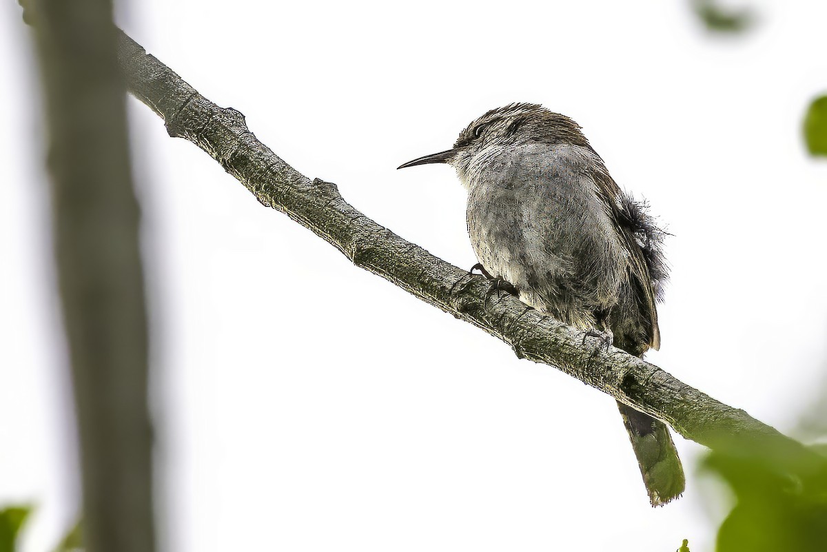 Troglodyte de Bewick - ML644873123