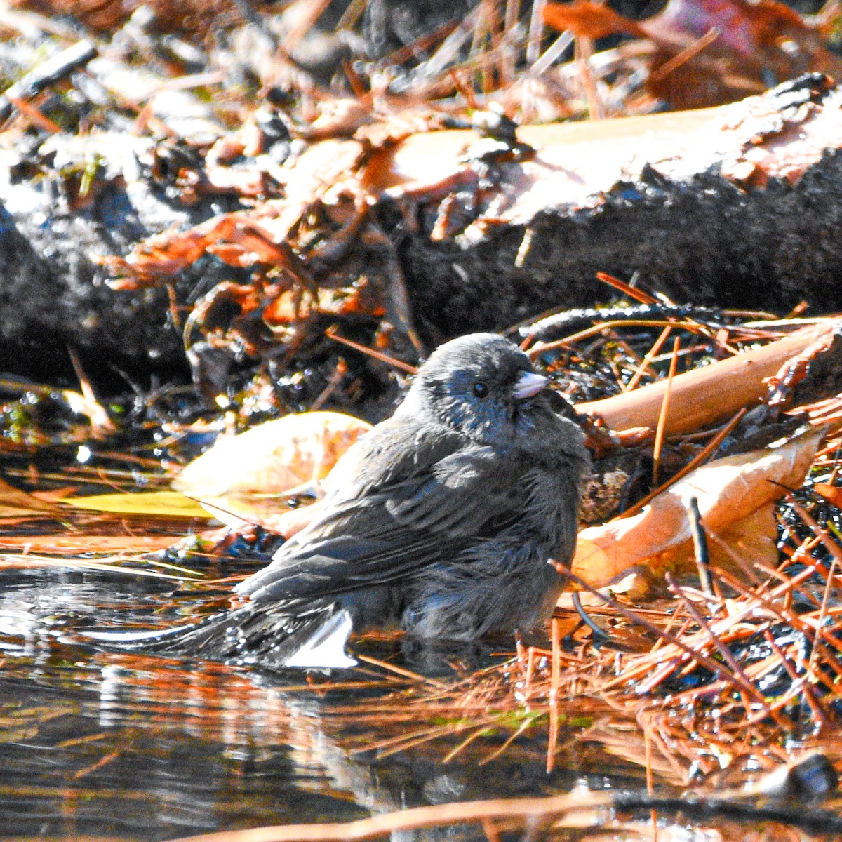 Dark-eyed Junco - ML644873124
