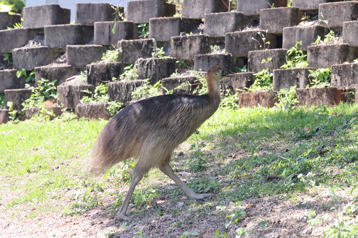Southern Cassowary - ML644873126