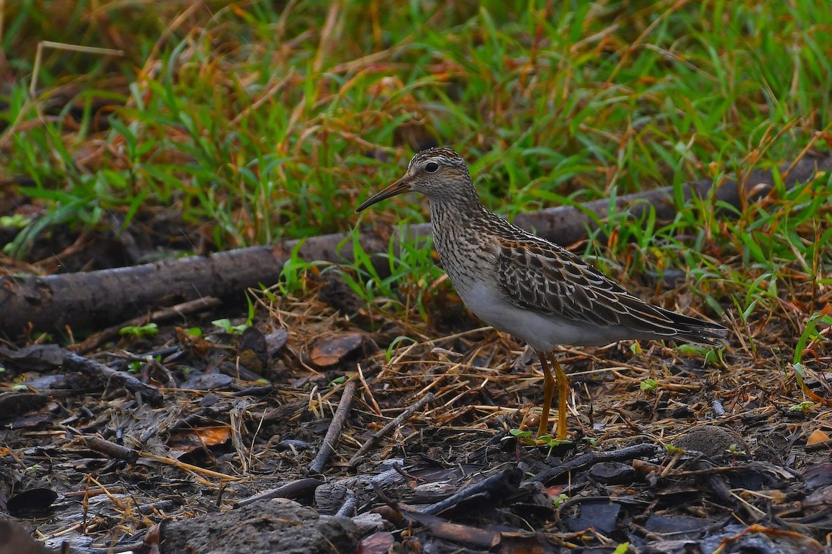 jespák skvrnitý - ML644873130