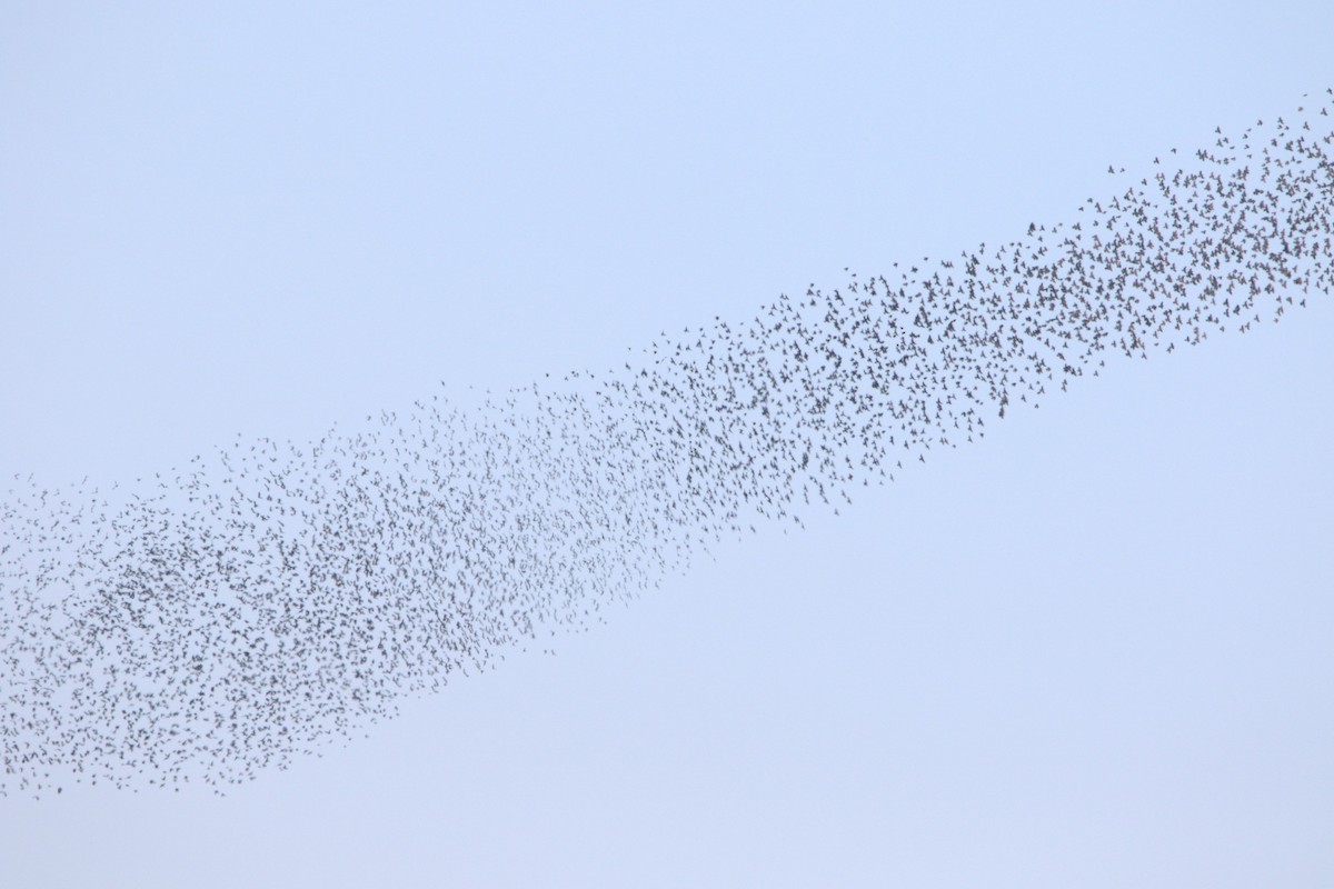 Коровий трупиал, буроголовый желтушник - ML644873134