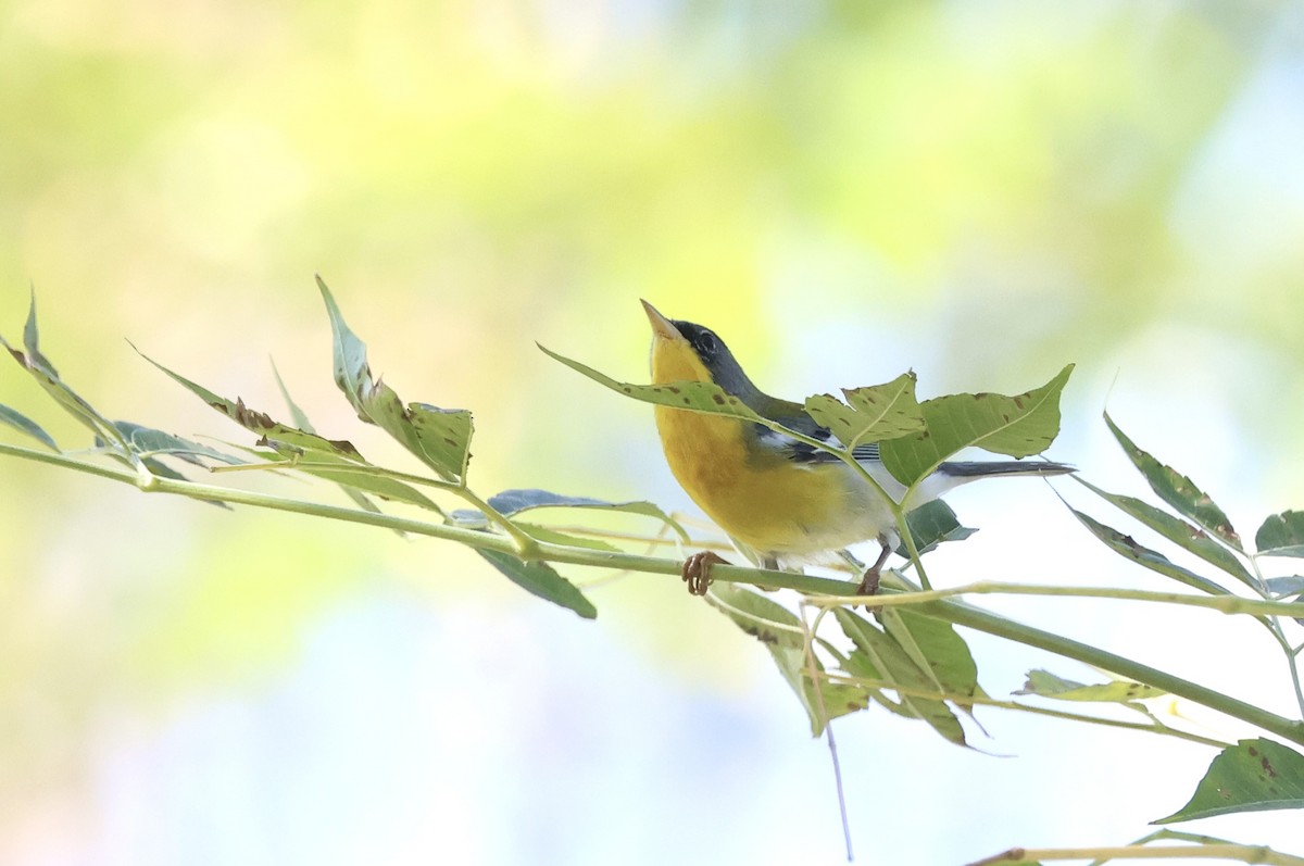 Tropical Parula - ML644873135