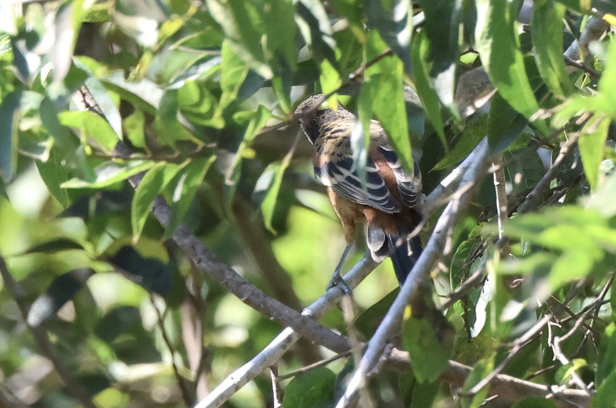 Orchard Oriole - ML644873137