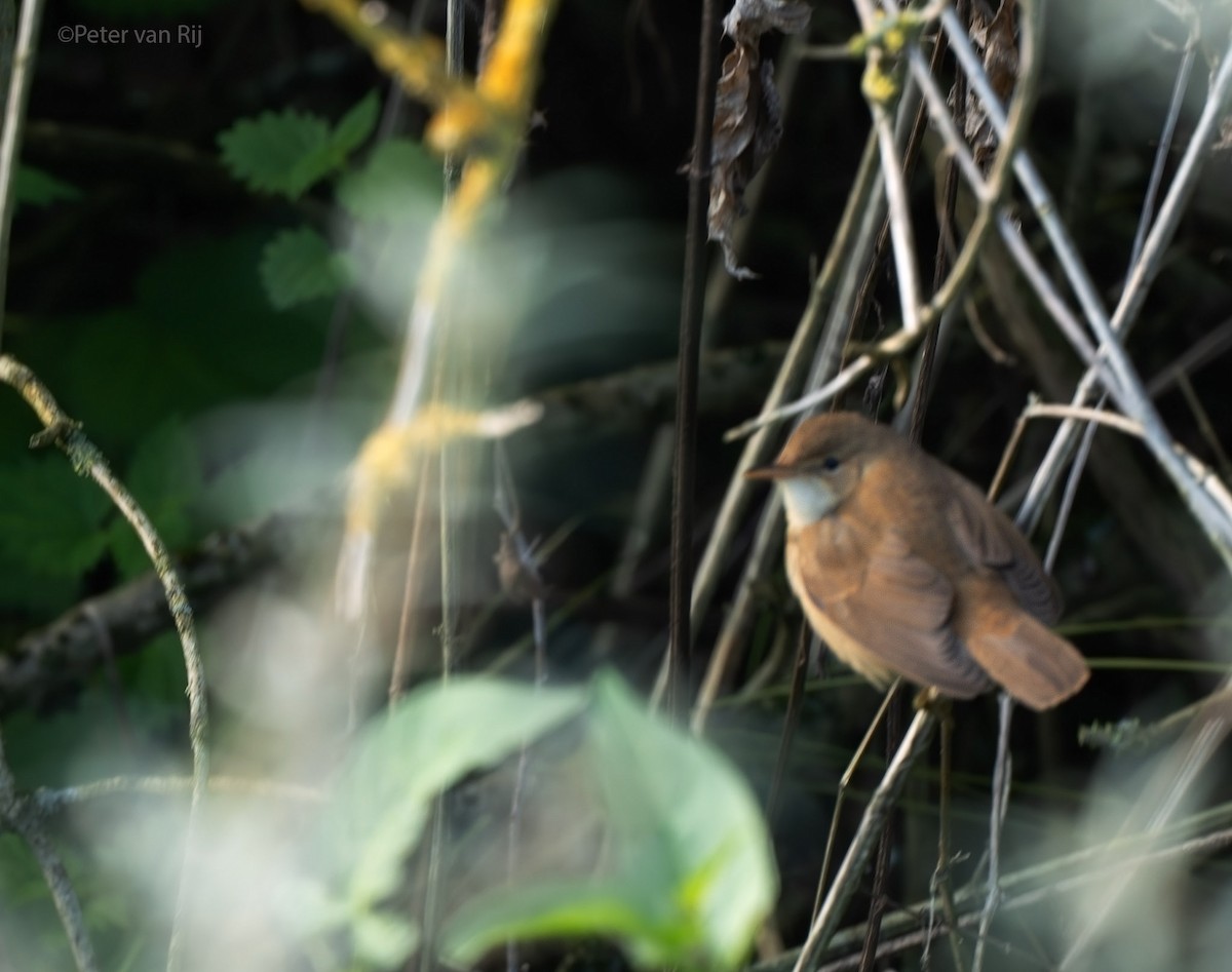 Marsh Warbler - ML644873139