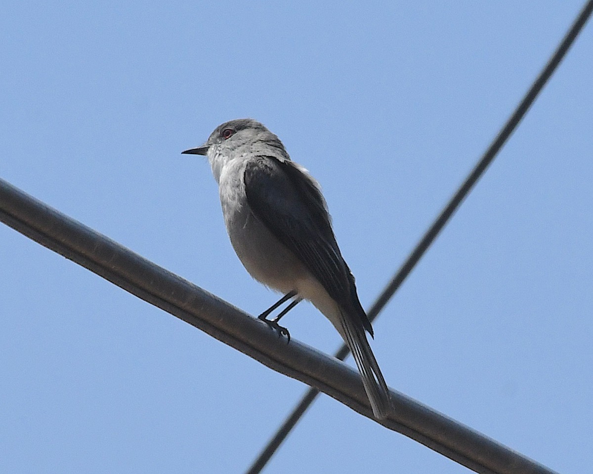 rødøyetyrann - ML644873146