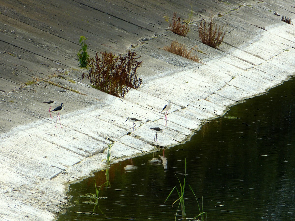 Black-winged Stilt - ML644873147