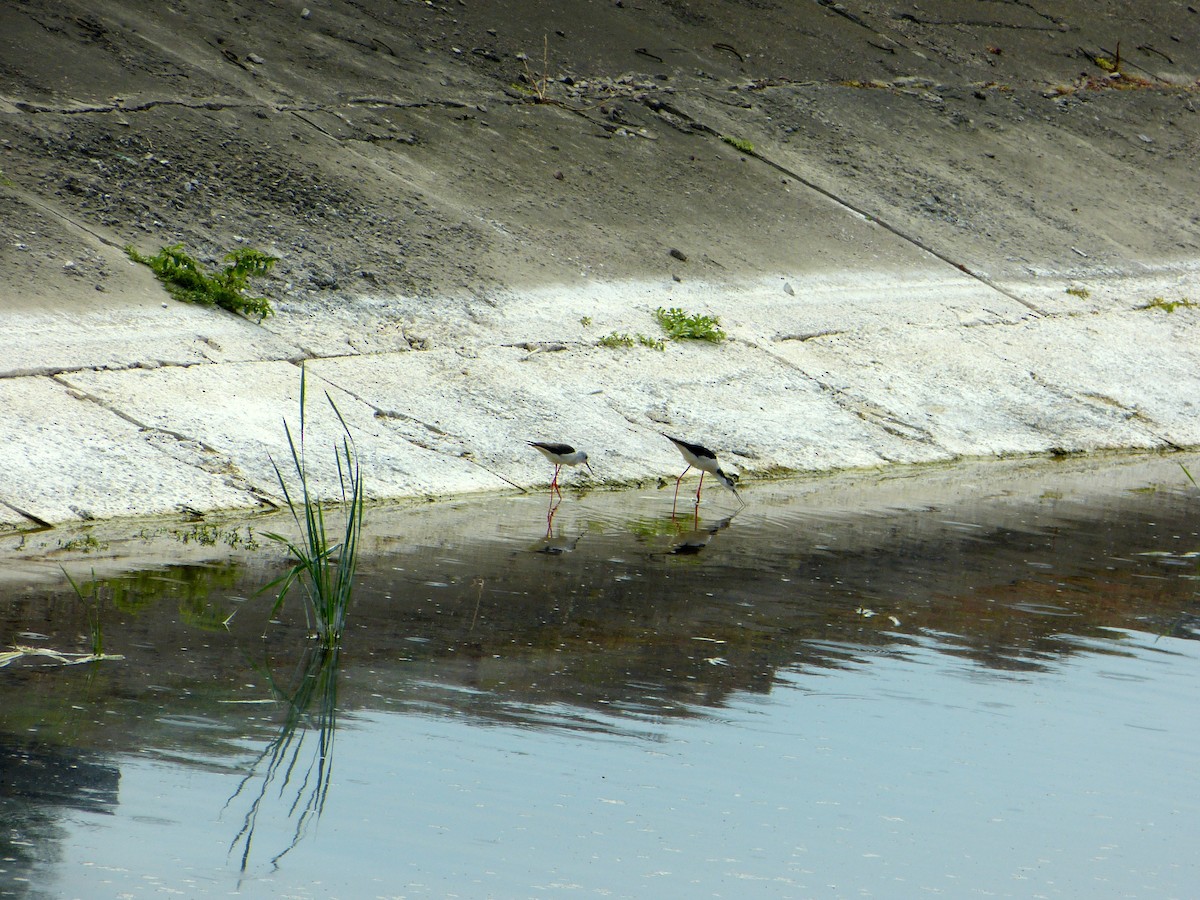Black-winged Stilt - ML644873148