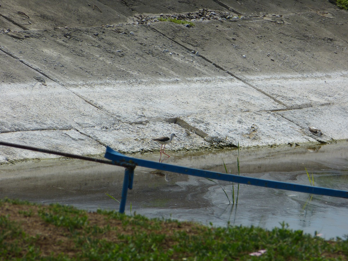 Black-winged Stilt - ML644873149