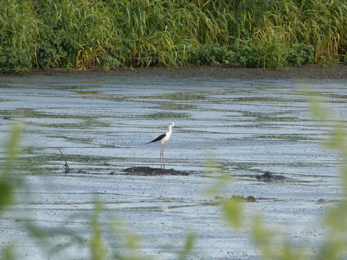 Black-winged Stilt - ML644873150