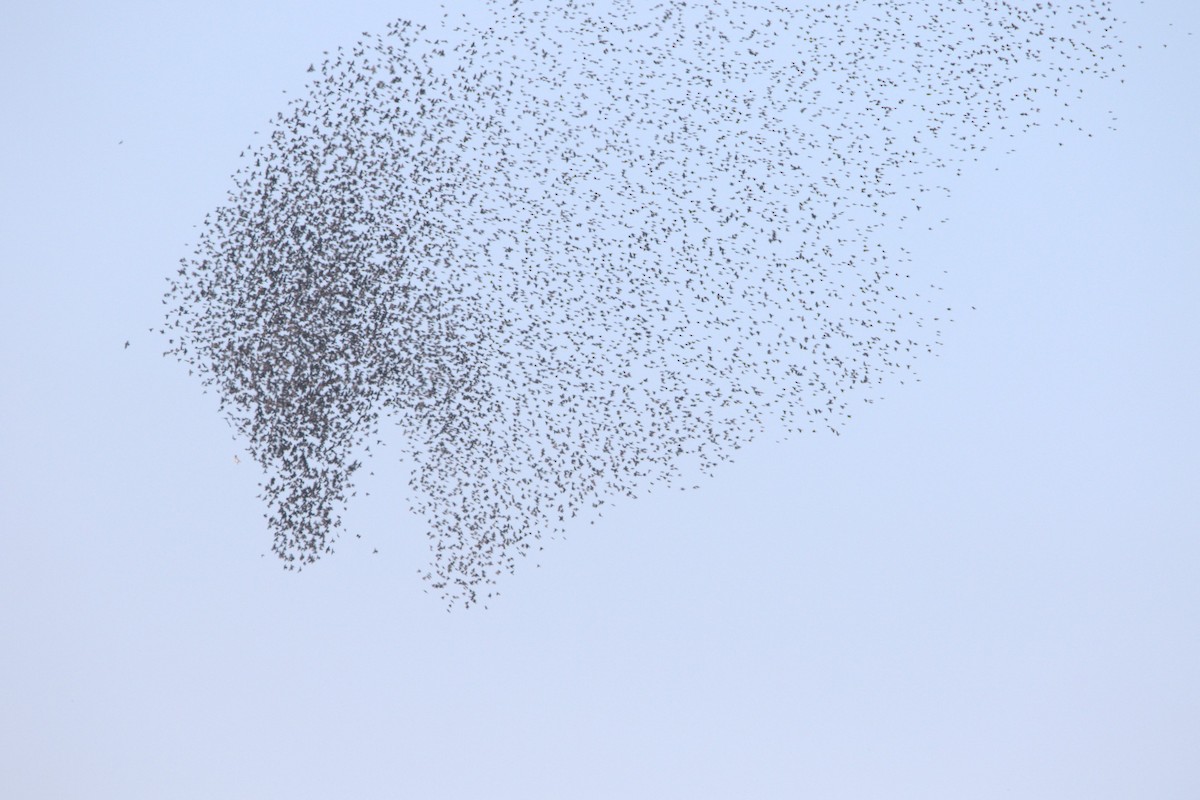 Коровий трупиал, буроголовый желтушник - ML644873152