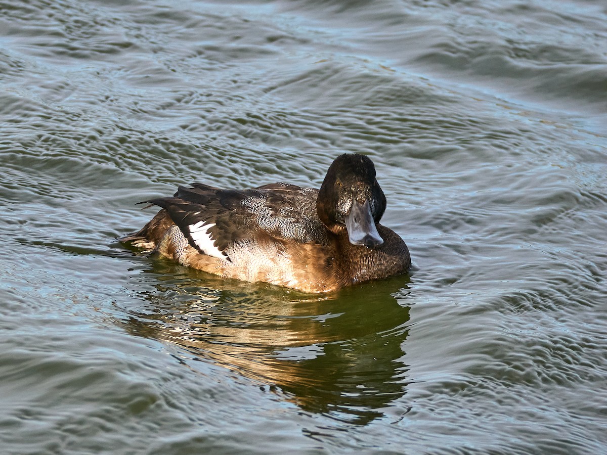 Bergente - ML644873161