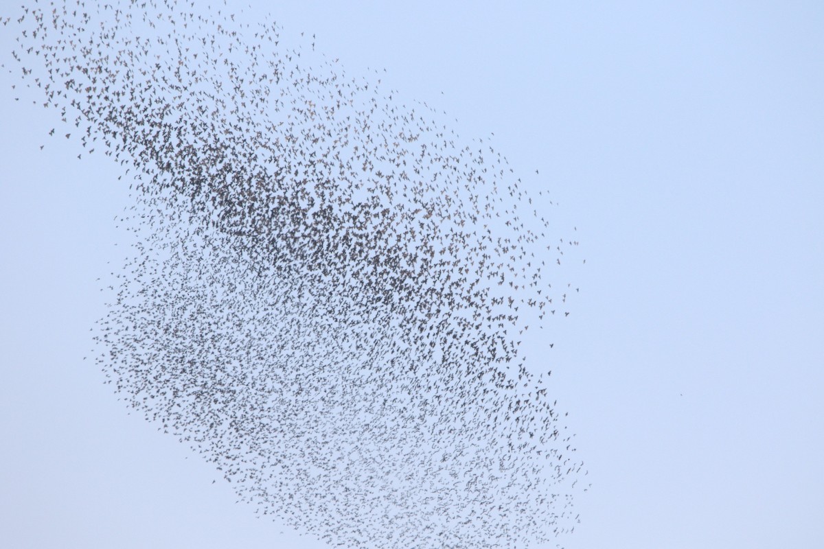 Коровий трупиал, буроголовый желтушник - ML644873168