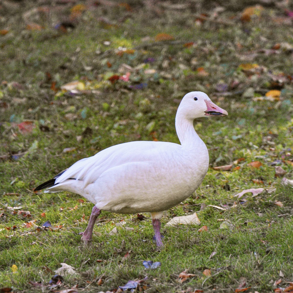 Oca delle nevi - ML644873170