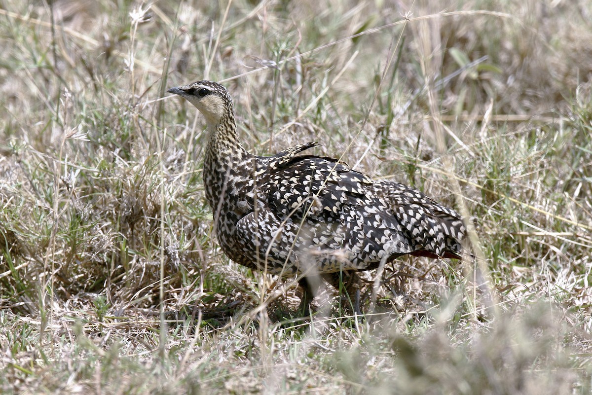 Рябок жовтогорлий - ML644873185