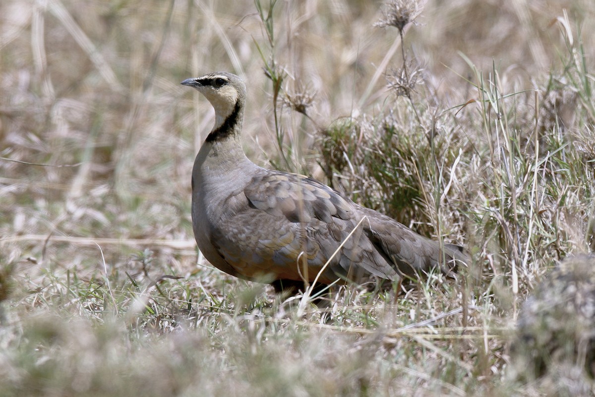 Рябок жовтогорлий - ML644873186