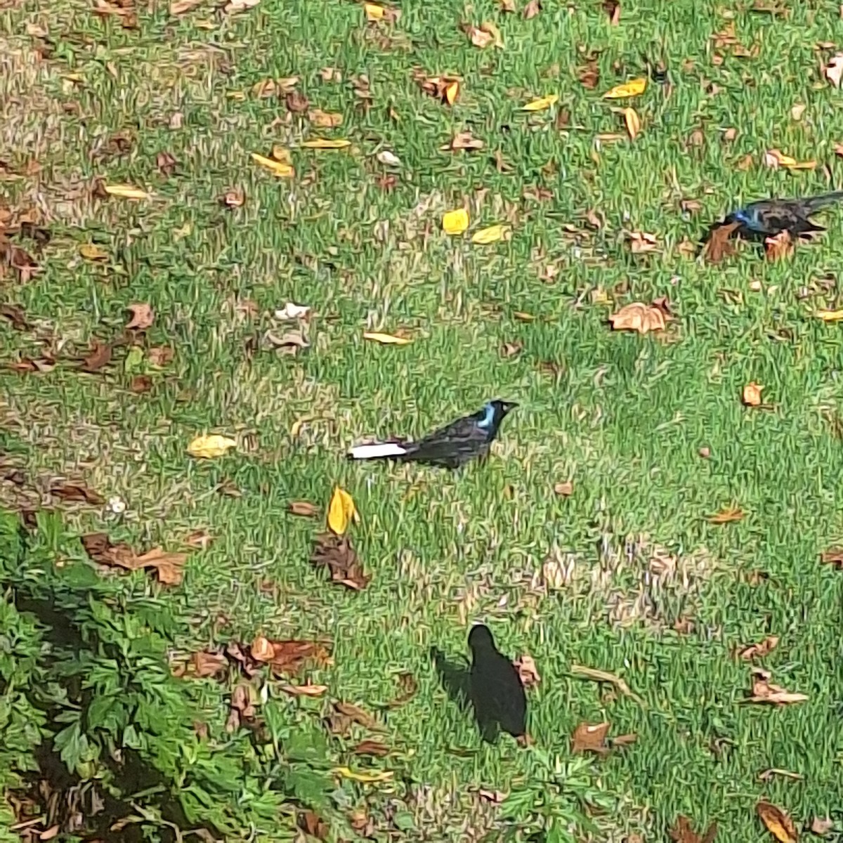 Purpurgrackel - ML644873187