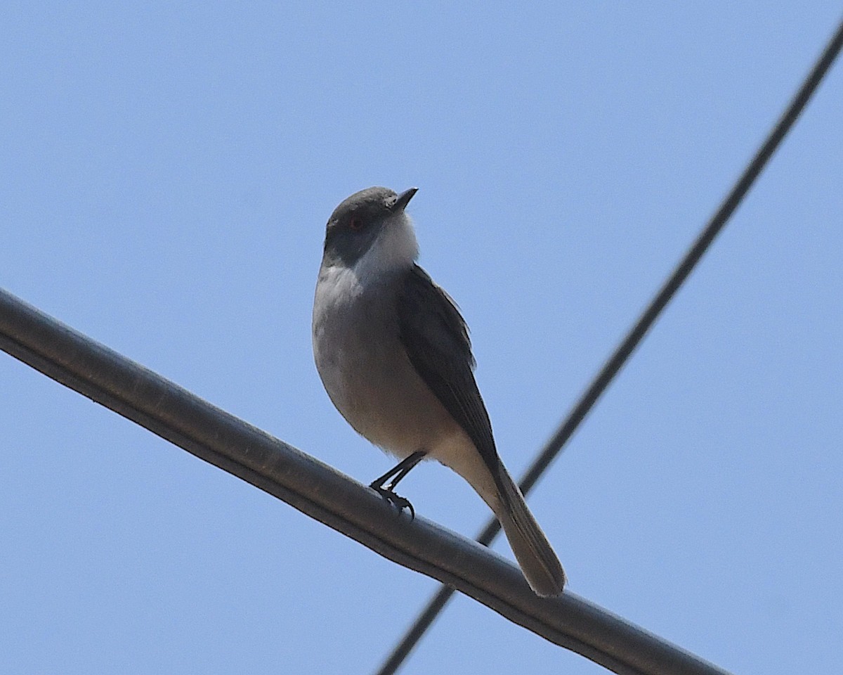 rødøyetyrann - ML644873224