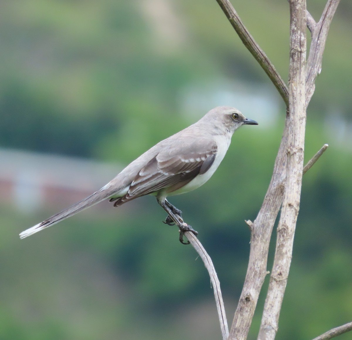 Tropikal Taklitçi - ML644873236