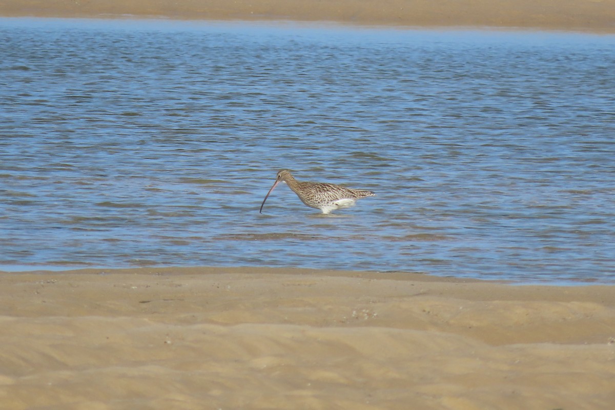 Eurasian Curlew - ML644873256
