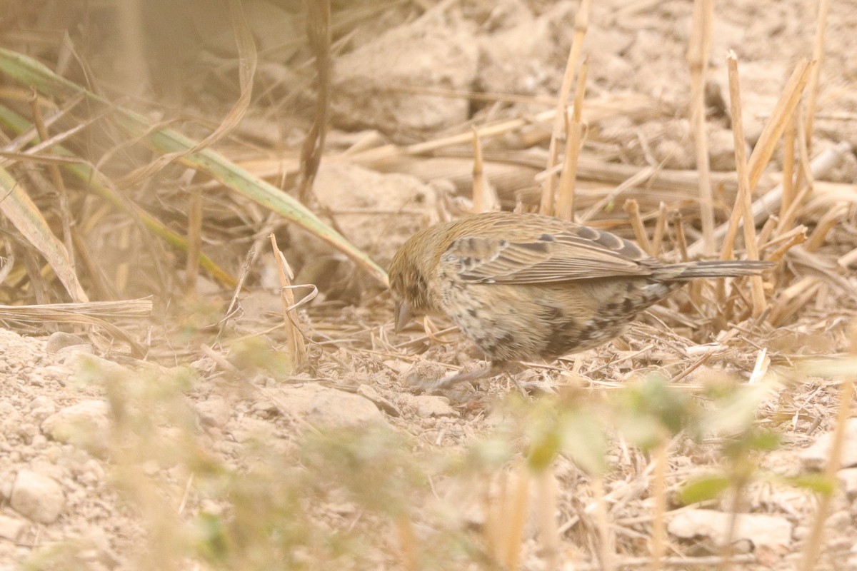 Blue-black Grassquit - ML644873260