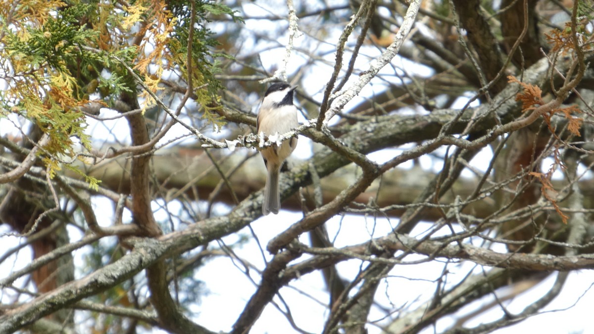 Carolina Chickadee - ML644873266