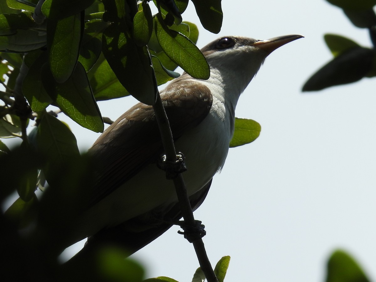 Желтоклювая пиайя - ML644873271